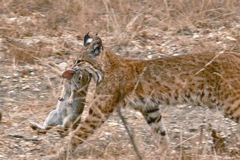 how heavy is a bobcat